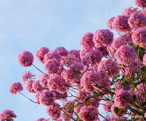 How to identify Handroanthus impetiginosum (Mart. ex DC.) Mattos