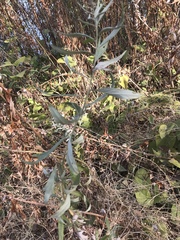 Artemisia douglasiana