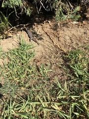 Elgaria multicarinata