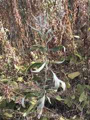 Artemisia douglasiana