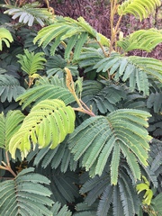 Paraserianthes