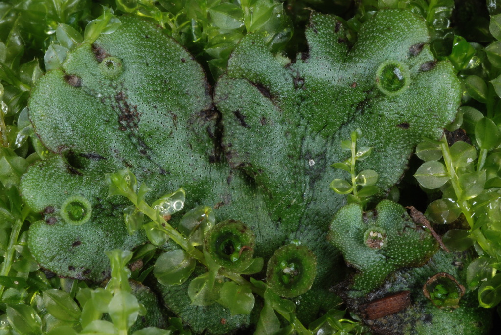 Marchantia polymorpha