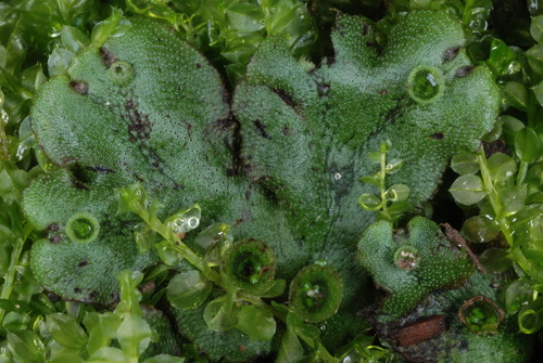 Common Liverwort