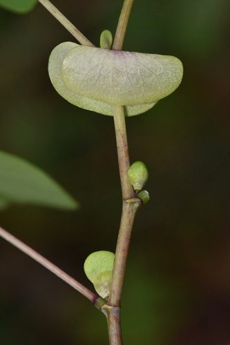 Image of Amicia zygomeris by (c) Alan Rockefeller, some rights reserved (CC BY)