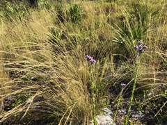 Aristida stricta