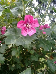 Malva assurgentiflora