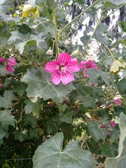 Malva assurgentiflora