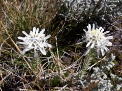 Lachnaea filamentosa