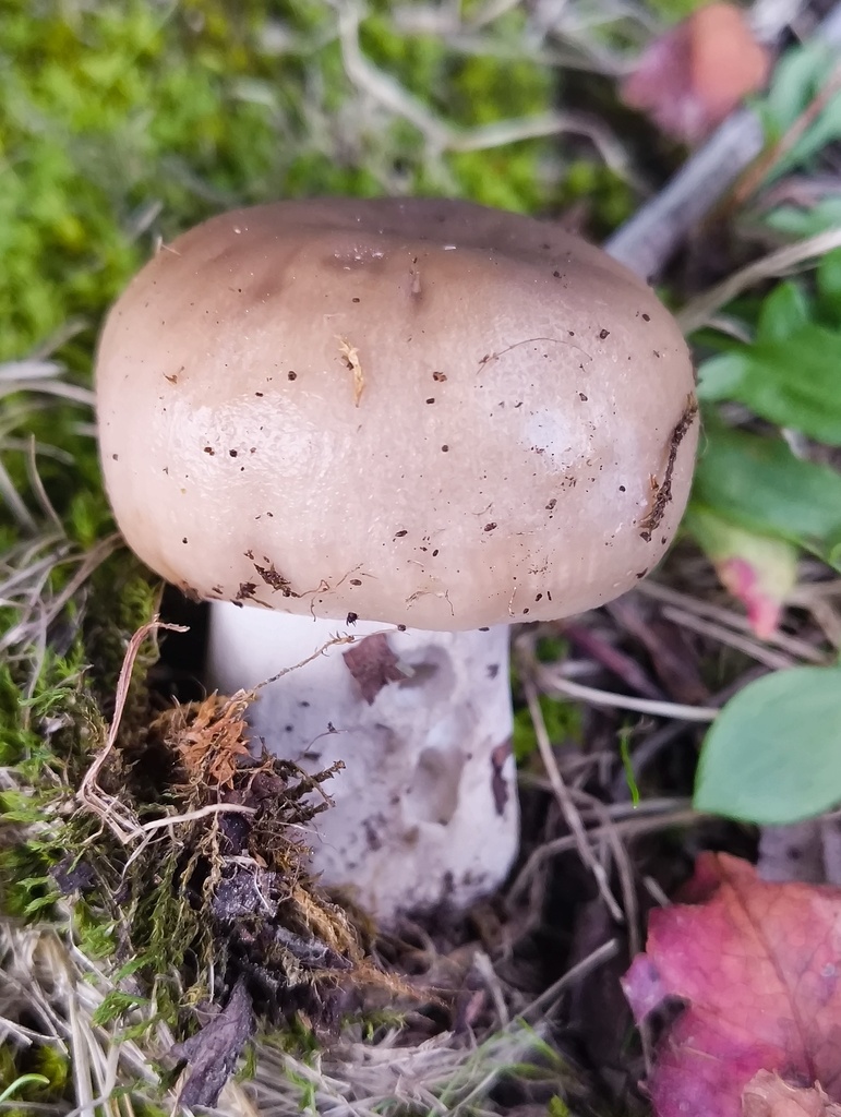 Russula amoenolens · March 2025 · photo: © zedt (iNaturalist, cc-by)