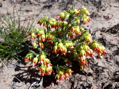 Erica thunbergii