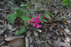 Salvia involucrata
