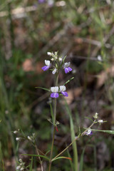 Collinsia linearis