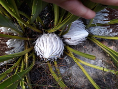 Protea cryophila