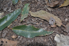 Quercus canbyi