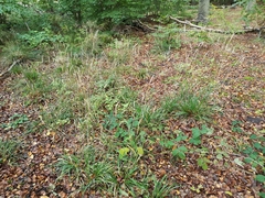 Hordelymus europaeus