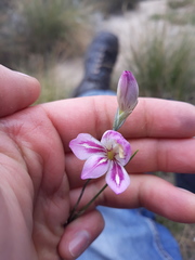 Gladiolus inflatus