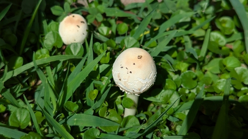 Chlorophyllum molybdites