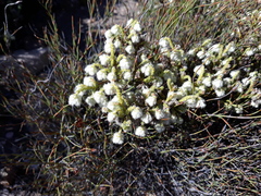 Erica senilis
