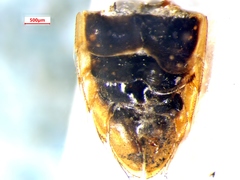 Hesperocorixa kennicottii