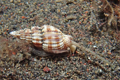 Phos roseatus, 2024-11-06