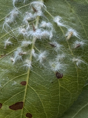 Trioza obtusa