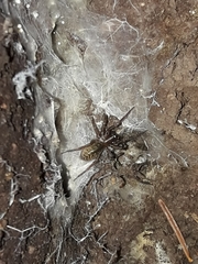 Coelotes atropos