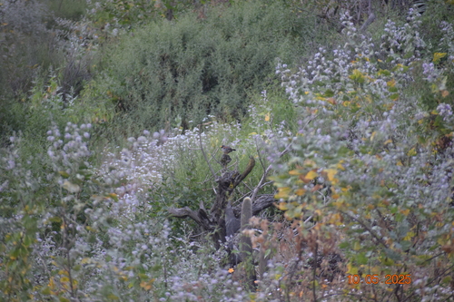 Great Inca Finch (Incaspiza pulchra), photo 4