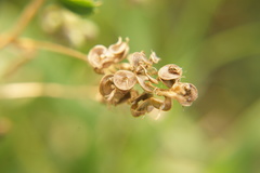 Medicago sativa
