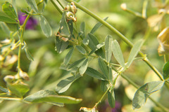 Medicago sativa