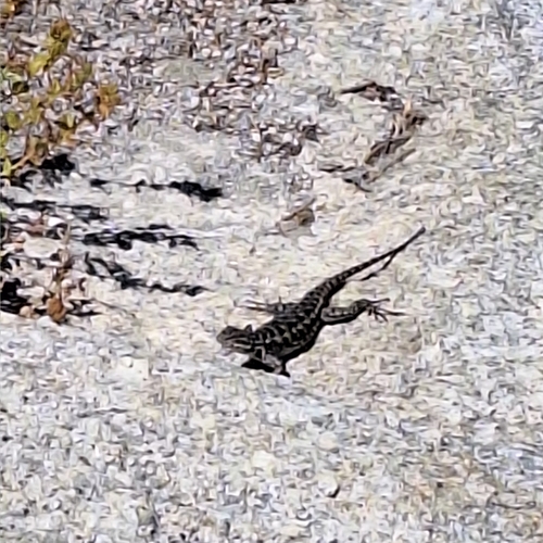 iNaturalist observation photo of Western Fence Lizard