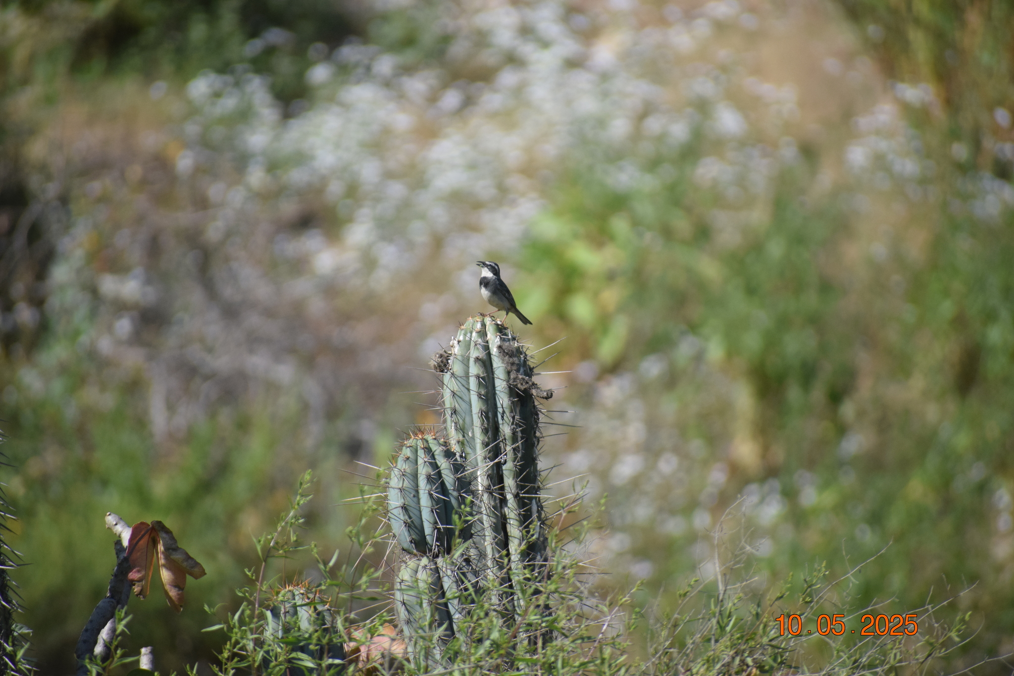 Collared Warbling Finch (Poospiza hispaniolensis), photo 7