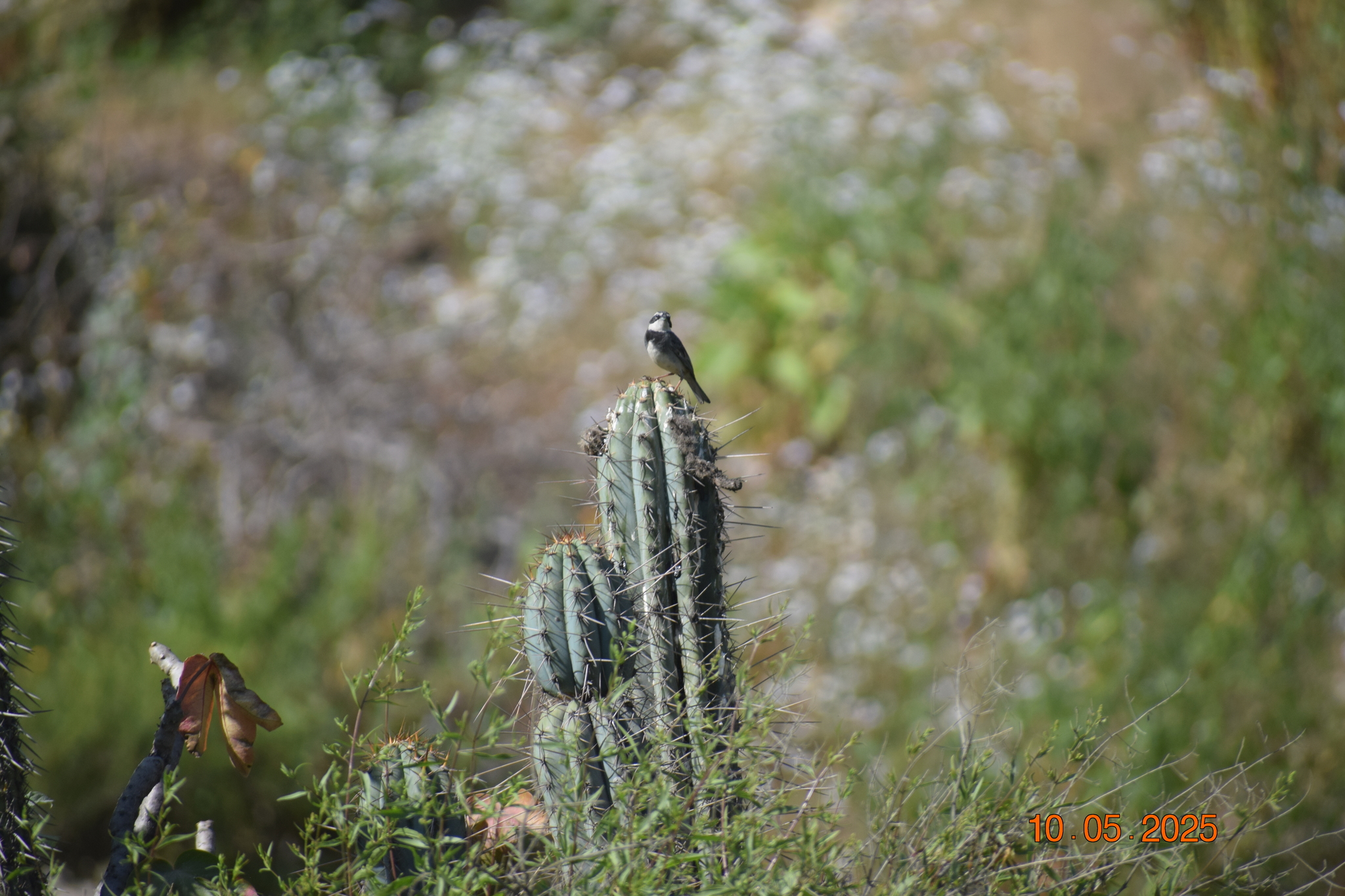 Collared Warbling Finch (Poospiza hispaniolensis), photo 8
