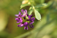 Medicago sativa
