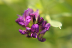Medicago sativa