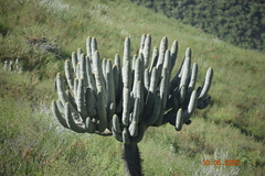 Browningia candelaris, photograph (c) Monics Paredes, some rights reserved (CC BY)