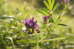 Medicago sativa