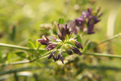 Medicago sativa