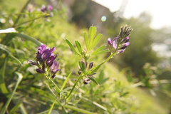Medicago sativa