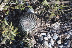 Mammillaria chionocephala