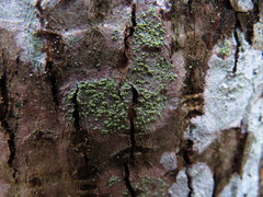 Buellia griseovirens