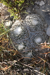Mammillaria chionocephala