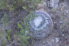 Mammillaria chionocephala