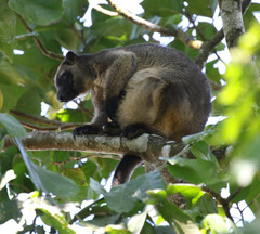 Dendrolagus lumholtzi