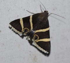 Grammodes ocellata