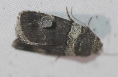 Thoracolopha flexirena