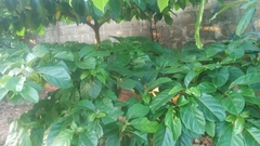 Magnoliopsida