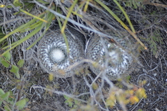 Mammillaria chionocephala