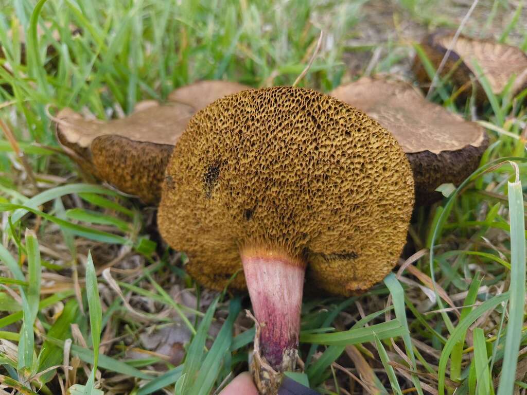 Xerocomellus cisalpinus · March 2025 · photo: © zedt (iNaturalist, cc-by)