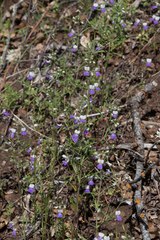 Collinsia linearis