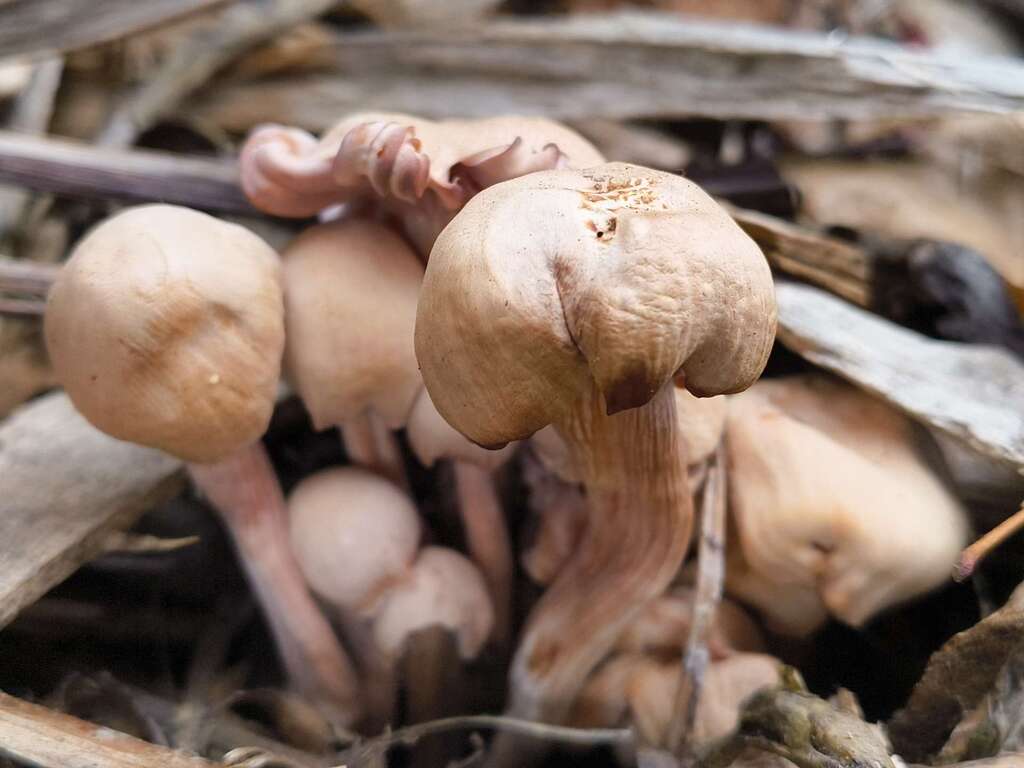 Laccaria · May 2025 · photo: © zedt (iNaturalist, cc-by)